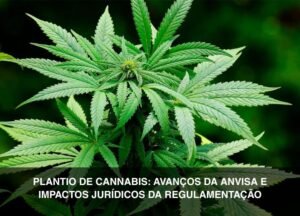 Plantio de Cannabis avanços da Anvisa