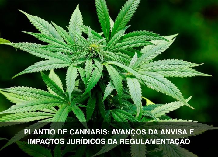 Plantio de Cannabis avanços da Anvisa